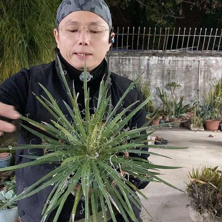 珑之白丝冠幅20-30公分