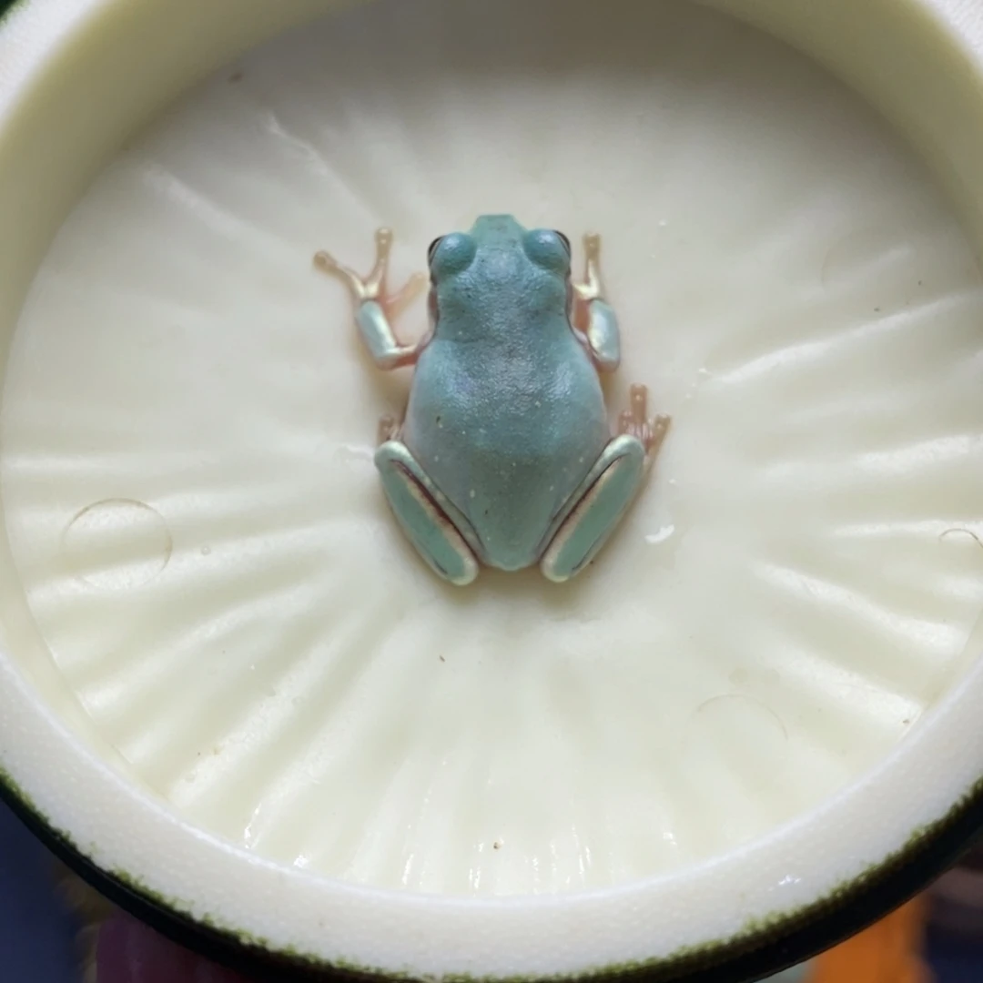 老爷树蛙奶油蓝，变异后代
