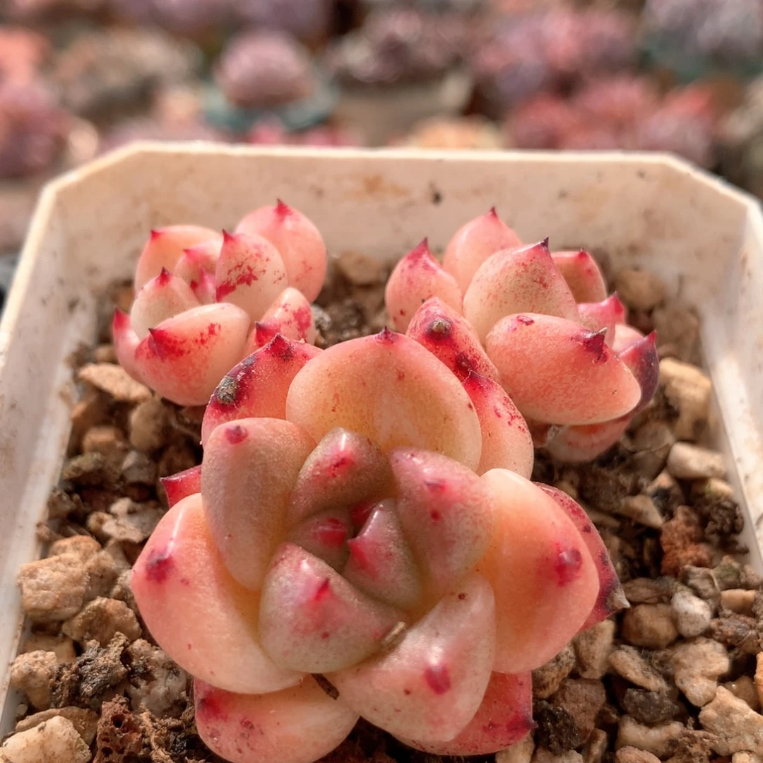 石英福利一物一拍 001