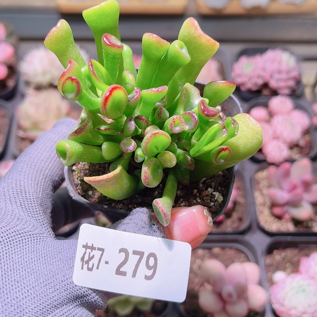 花07-279吸财树一颗