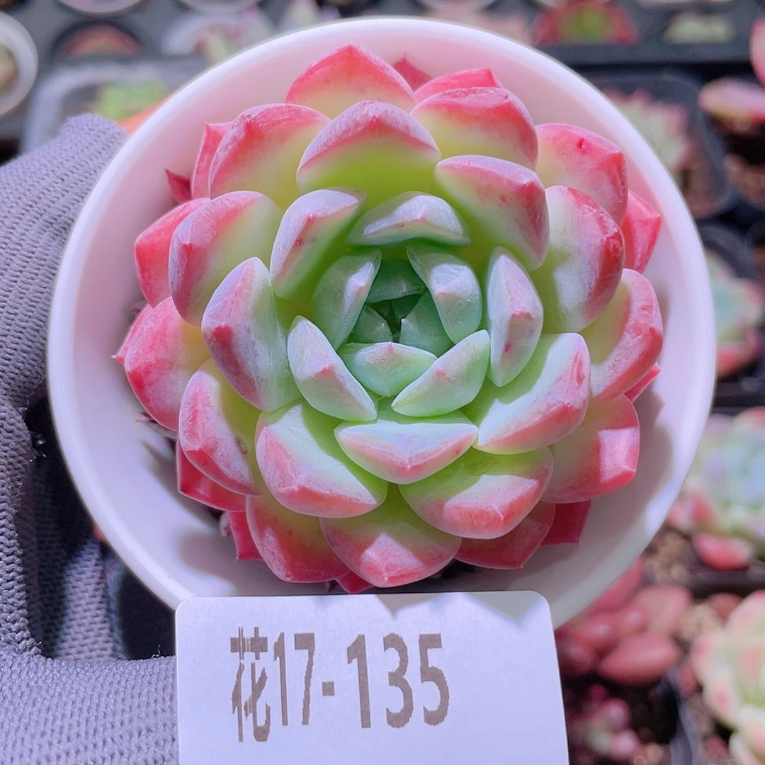 花利美17-135新品
