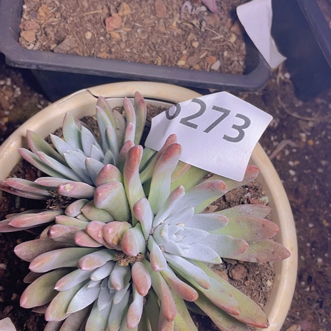 【闪购商品】白姆白姆