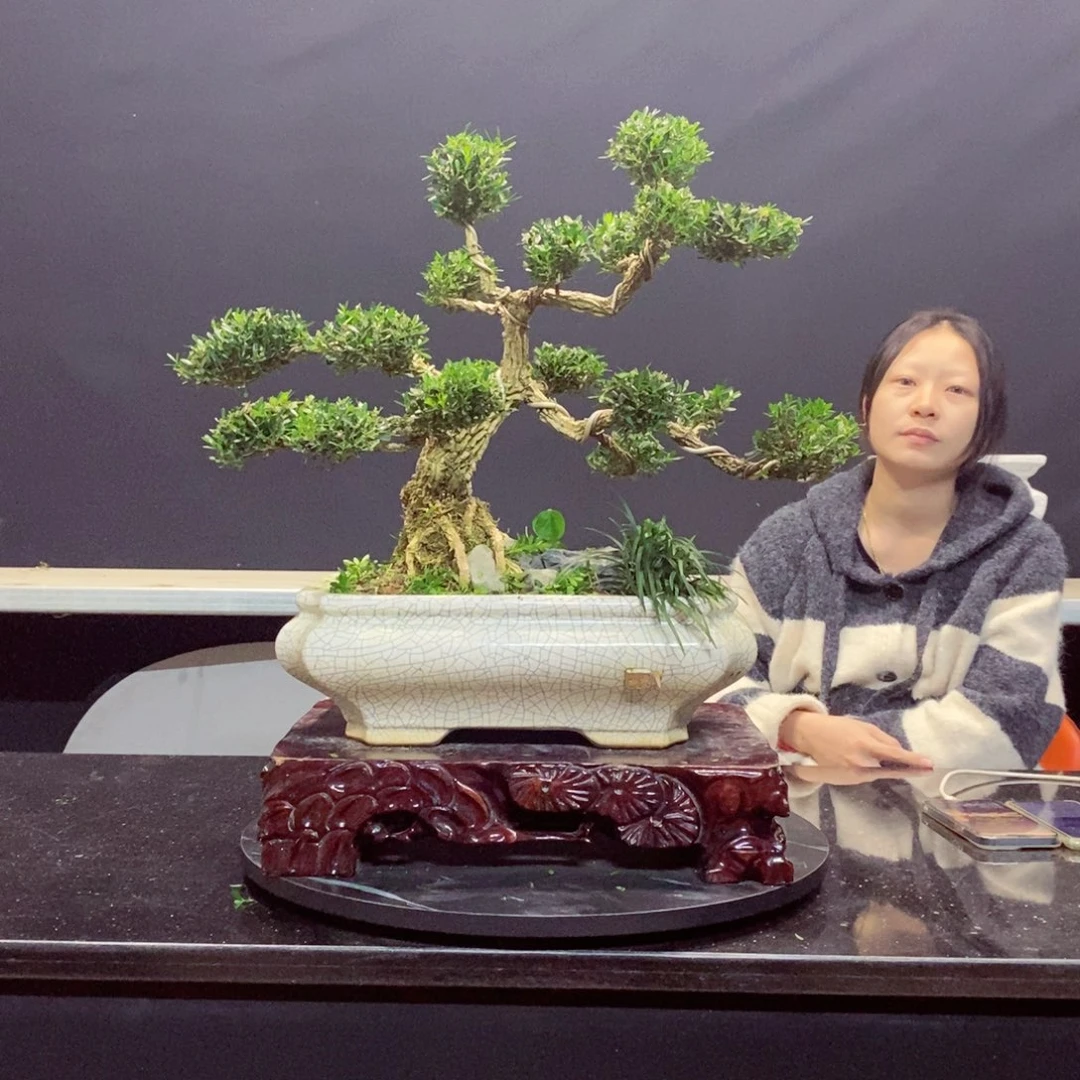 无花朵黄杨盆景园林