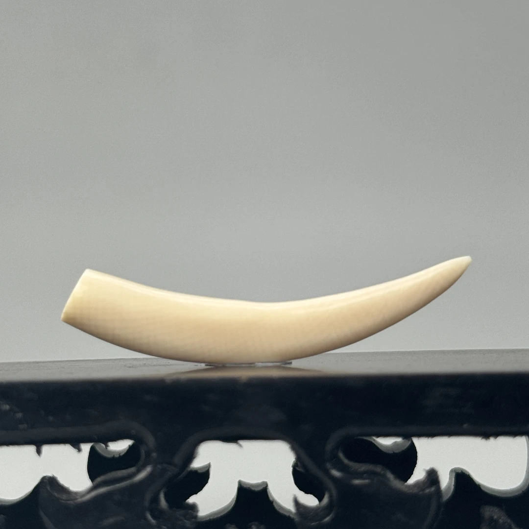 DEZHI/德志2g纯肉牙尖43*6*6mm天然猛犸牙默认打孔绑绳P193