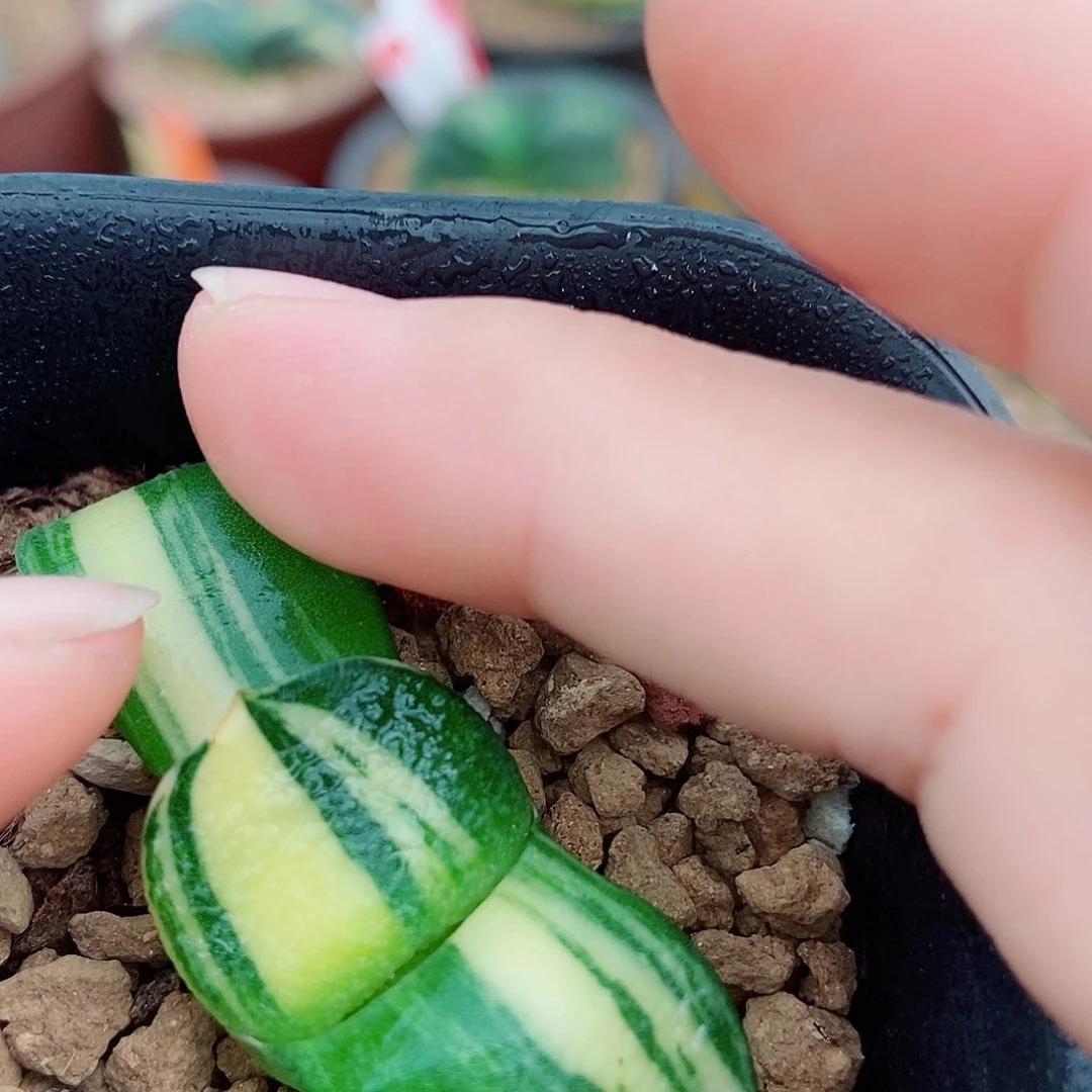 356卧牛实生锦带盆发货
