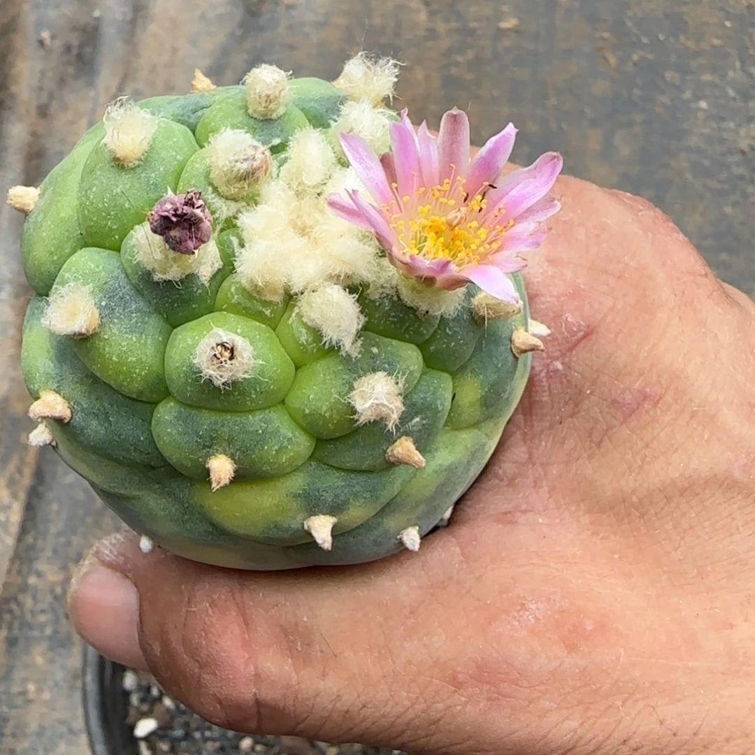 【闪购商品】无花朵佛头锦752