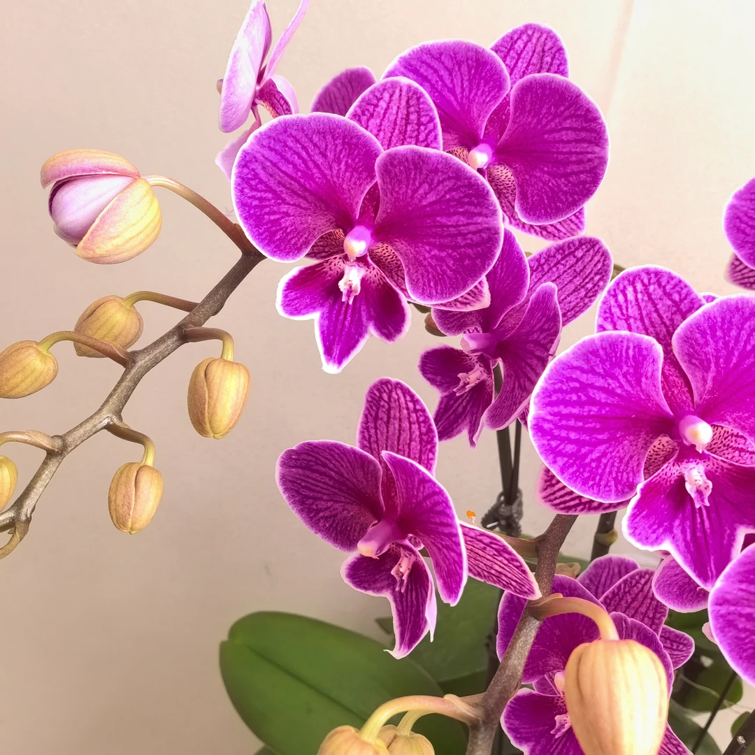 蝴蝶兰《红豆》红色系  室内高端花卉  基地直发