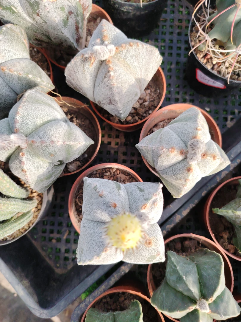 鸾凤玉无刺仙人球多肉植物办公室内开花新手好养盆栽