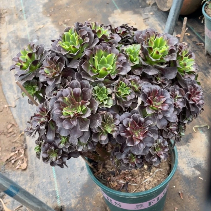 欧若拉多肉植物多肉多肉79