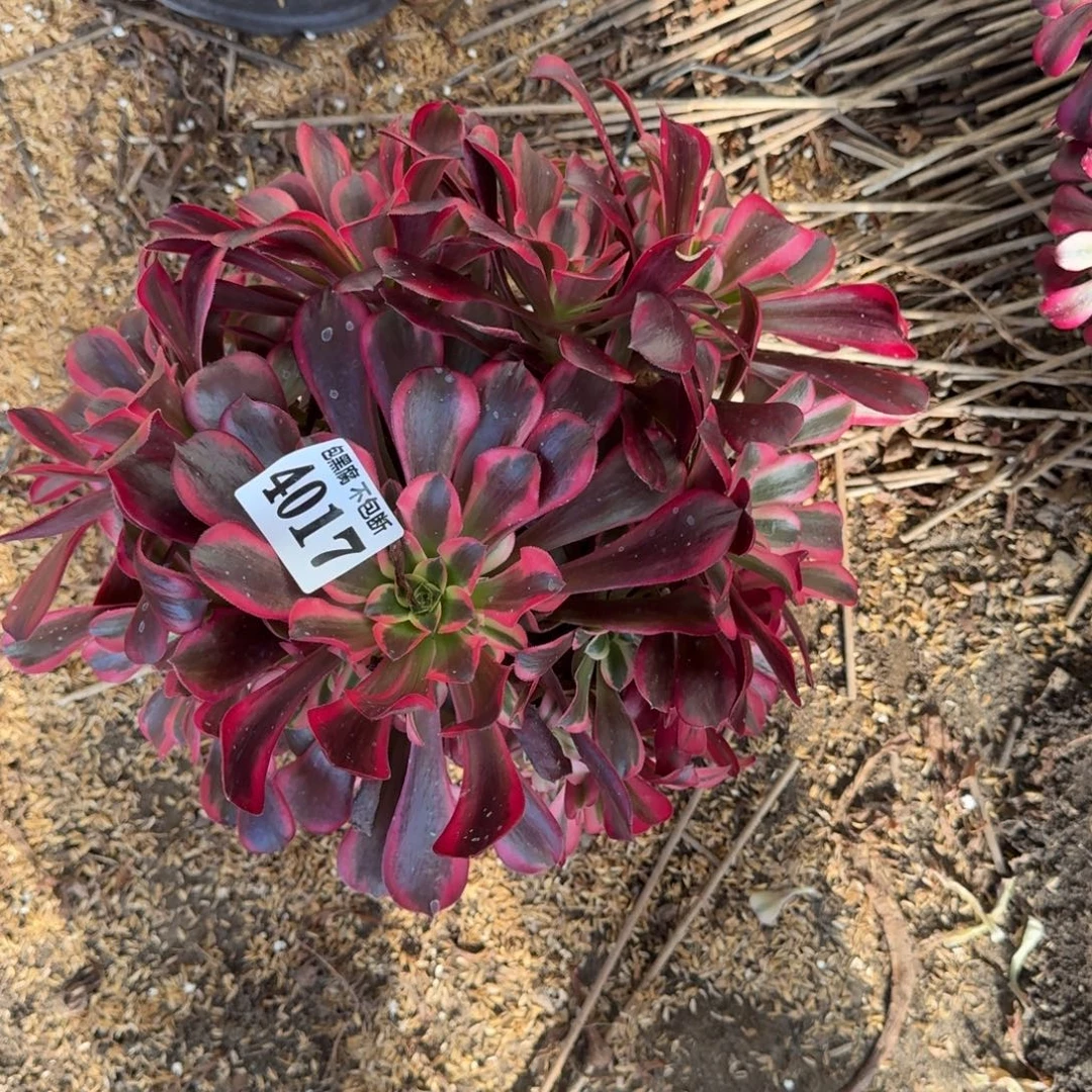 法师凤冠无售后4017 19-28