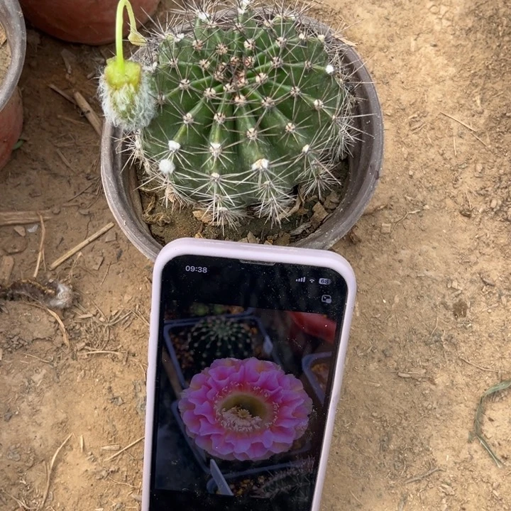 662。彩草彼岸。。。。