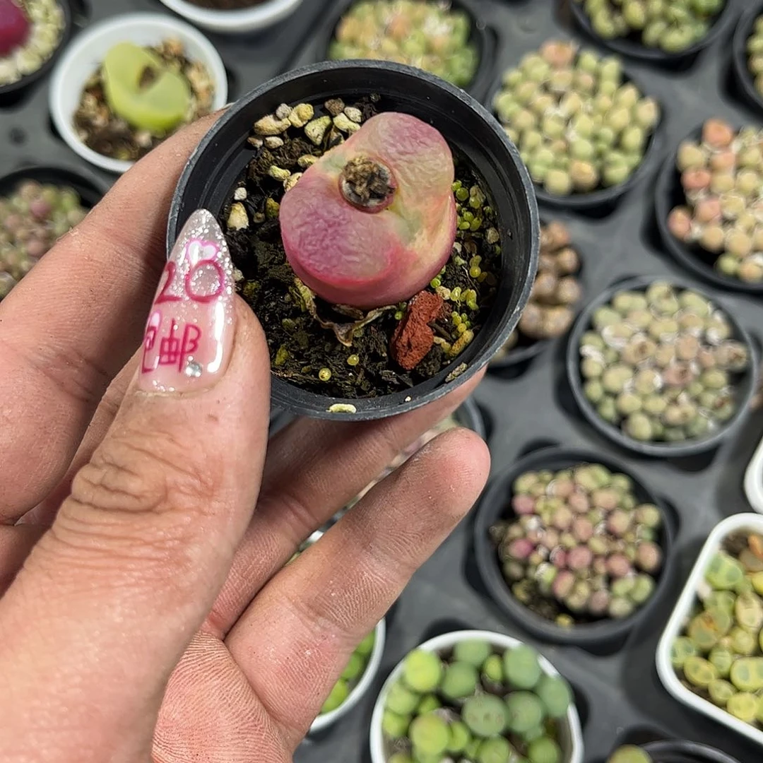 苹****25458一物一拍单头发货