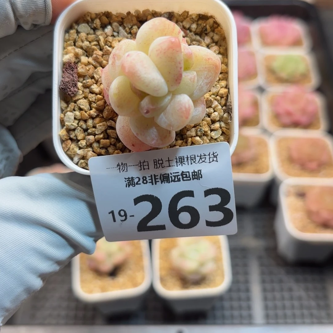 恩*啊石化冰玉多肉多肉
