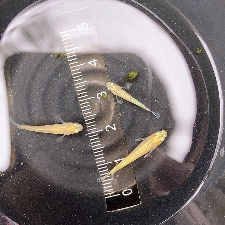 青鳉鱼最后一组小金龙48号