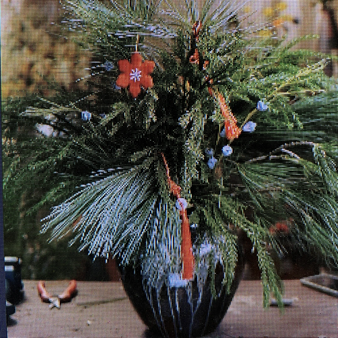 可爱天竺少女云南直发 室内氛围花材