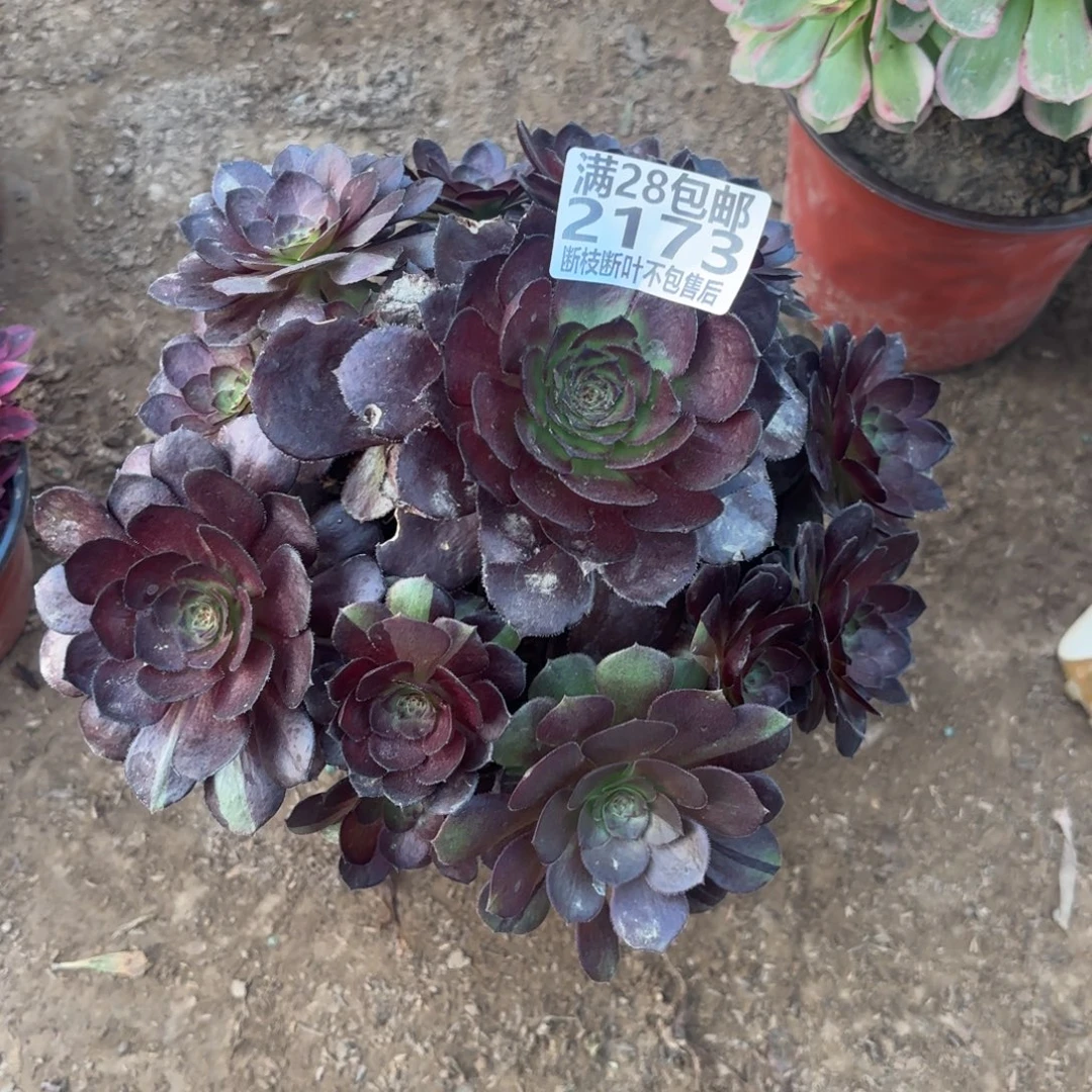 M. 2173黑美人多肉，acede