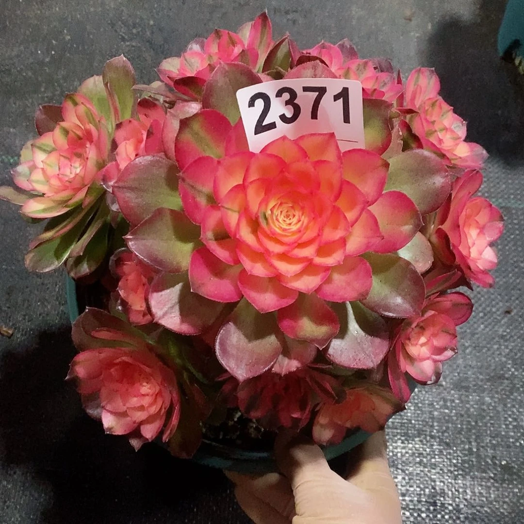红陶2371荔枝4冠20左右