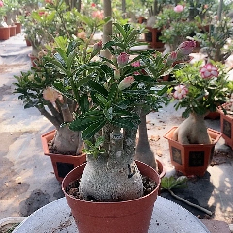 【闪购商品】无花朵明***园绿植