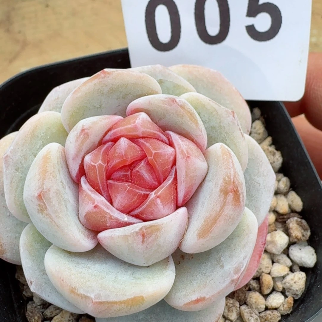 天使宝贝         多肉植物