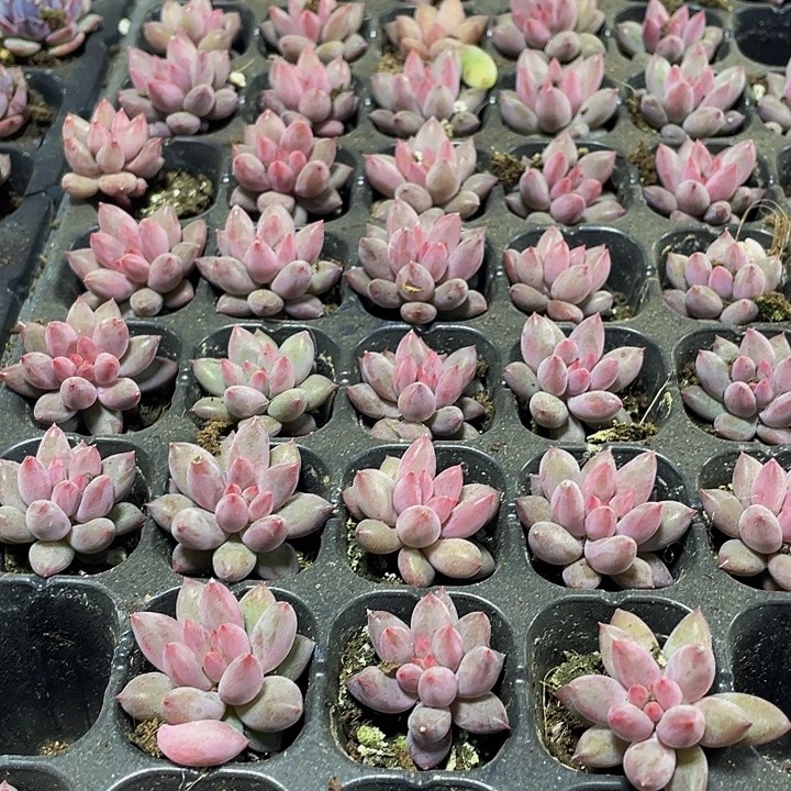 小虞美人1.99带土发货