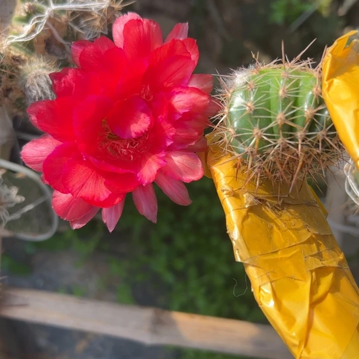 4彩草新娘歪无根侧芽4公分左右20包邮