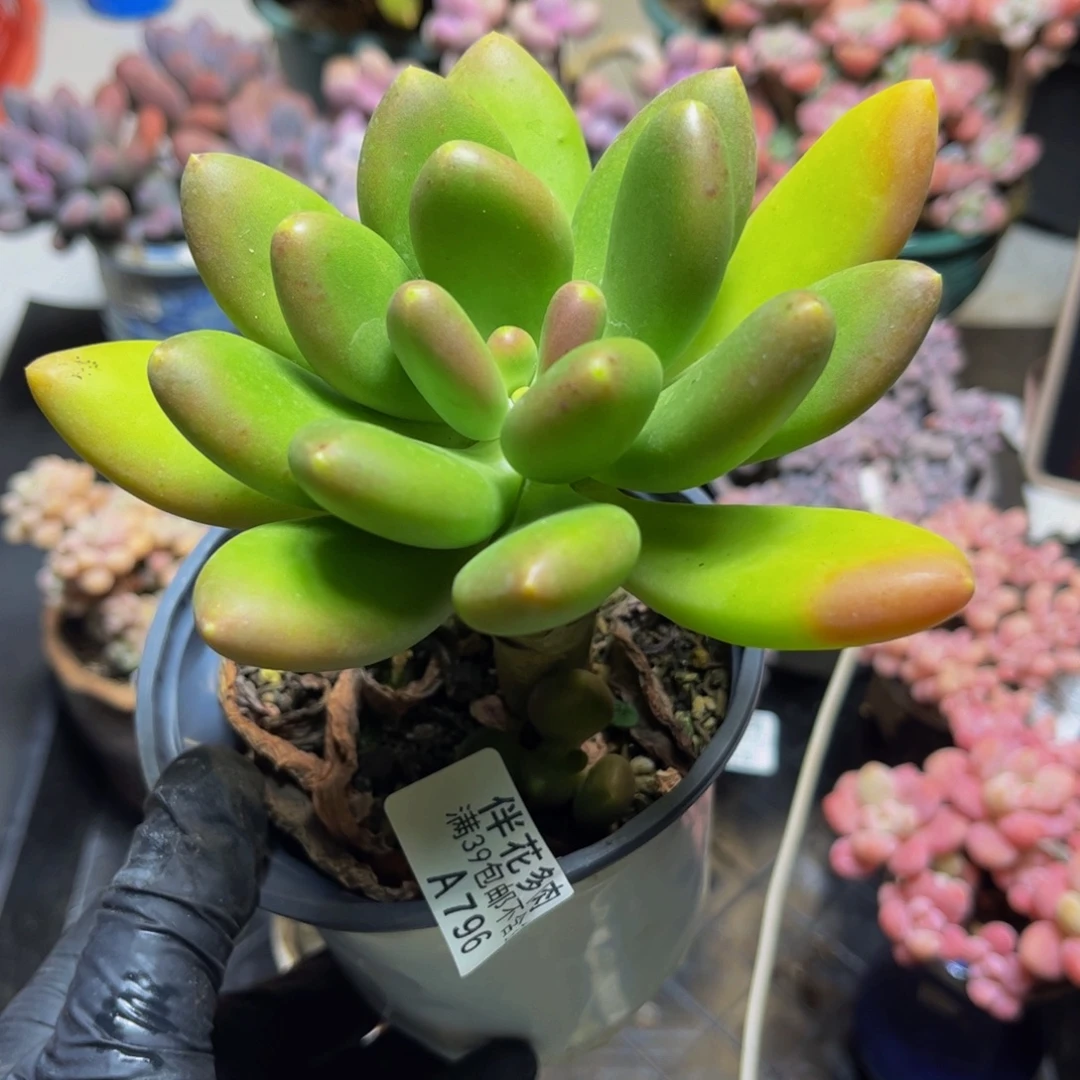 796芒果奶12.5厘米