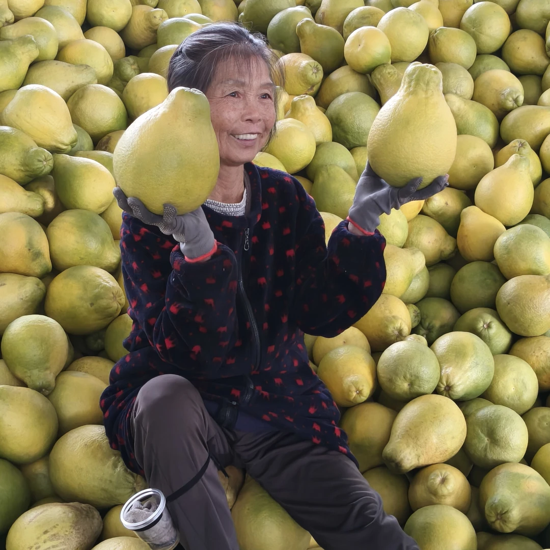 （老树香柚精品大果个重2-3斤）湖南江永香柚粗石江老树沙田柚子