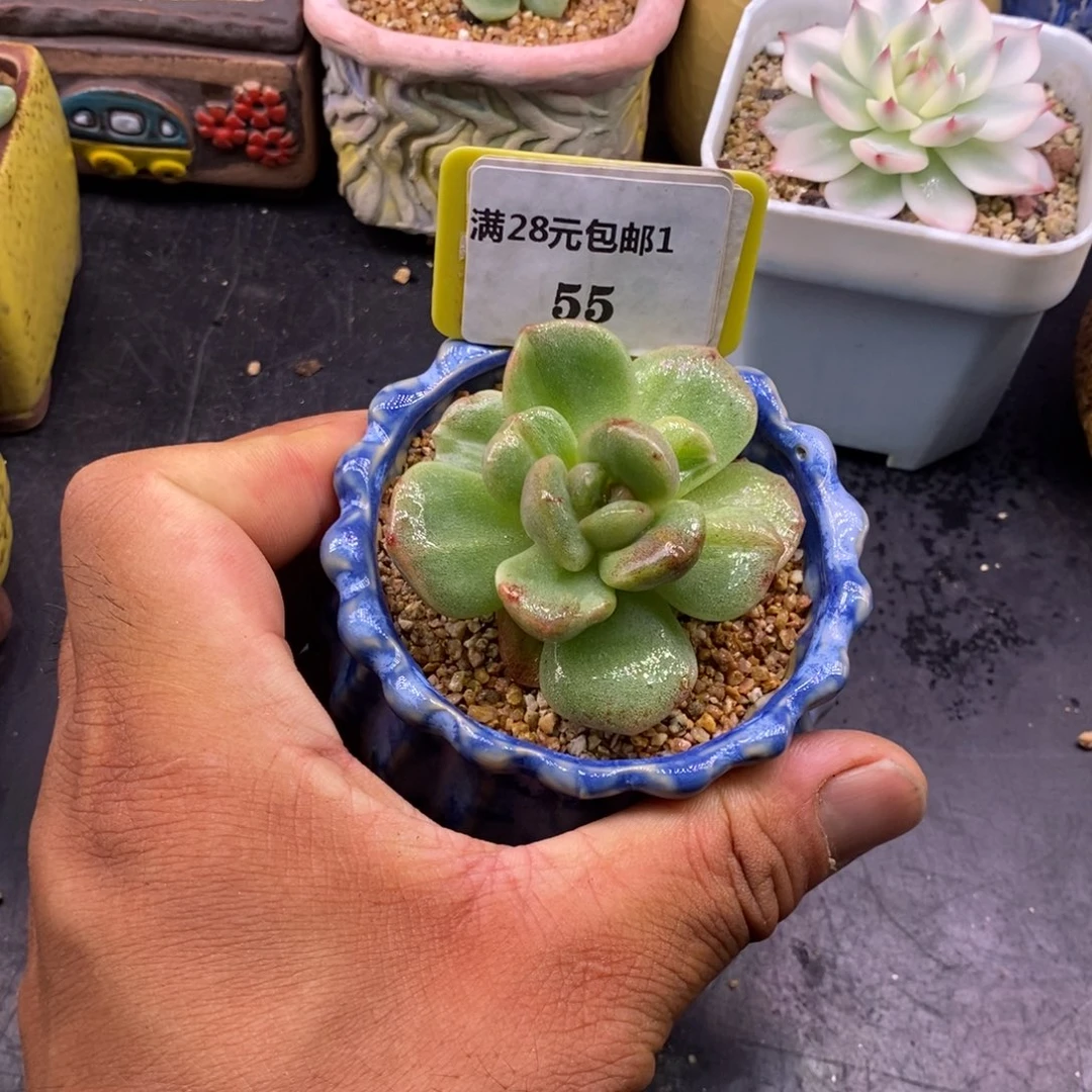 155冰玉石化拉丝锦……