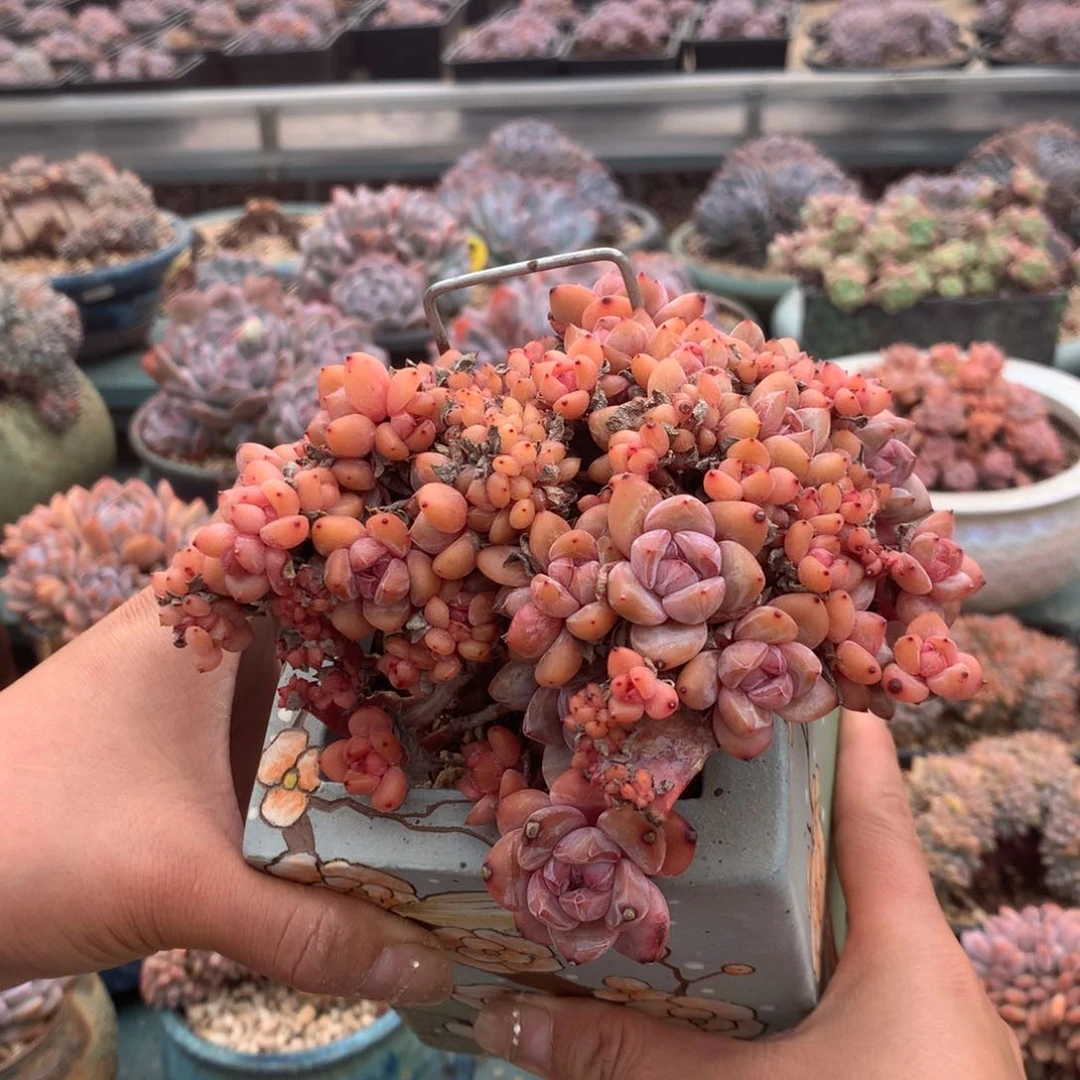 无花朵朱朱特价出福利肉肉