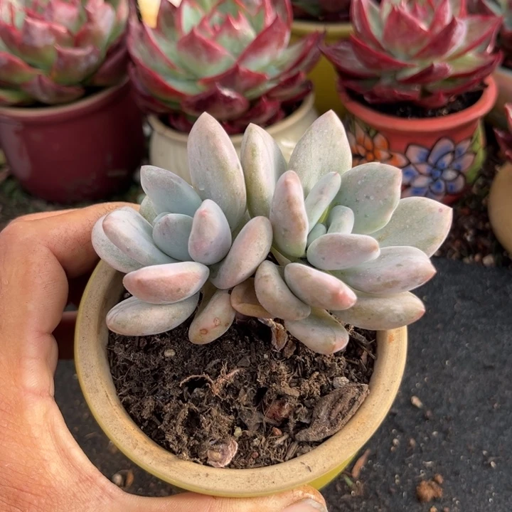 奥普琳娜锦多肉植物精油