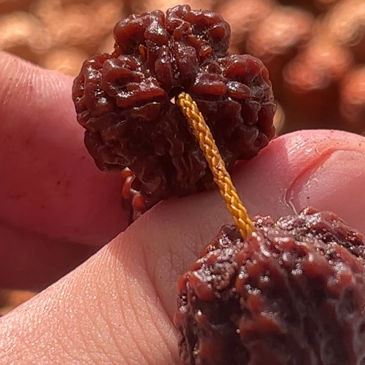 金刚菩提手串21四瓣原生态老籽