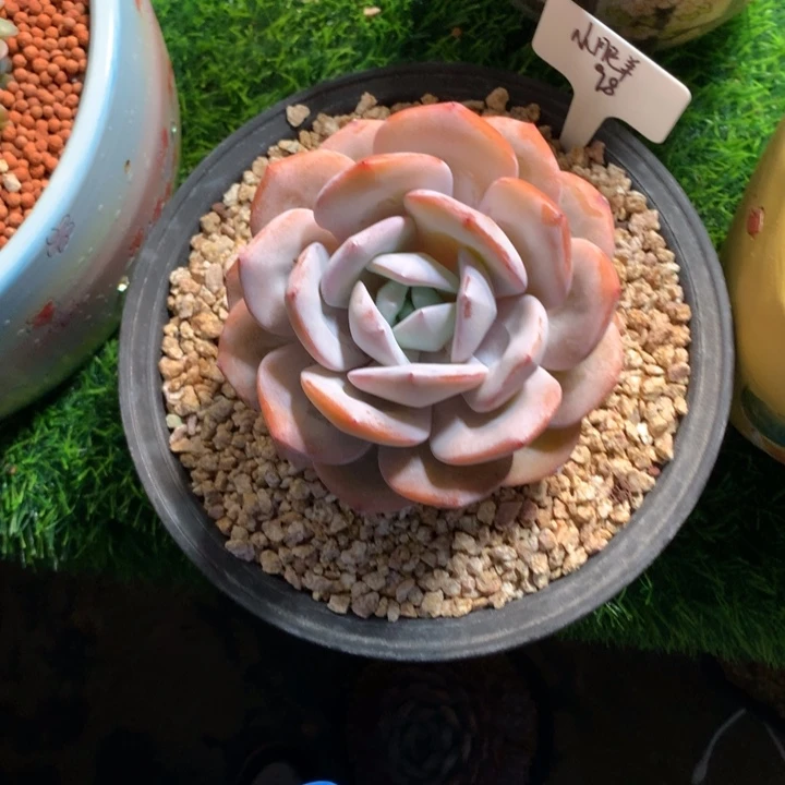 奶茶老桩多肉发货