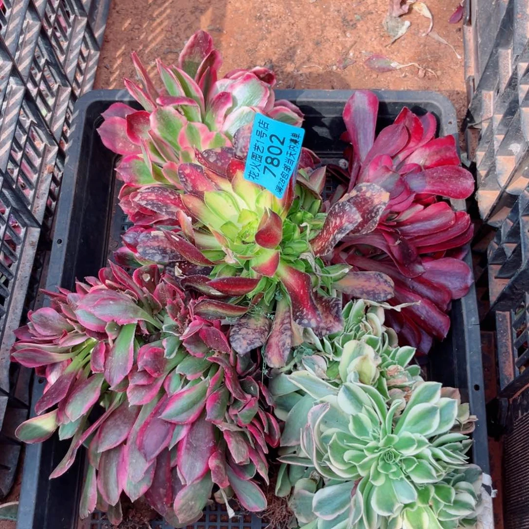 组合7802多肉植物