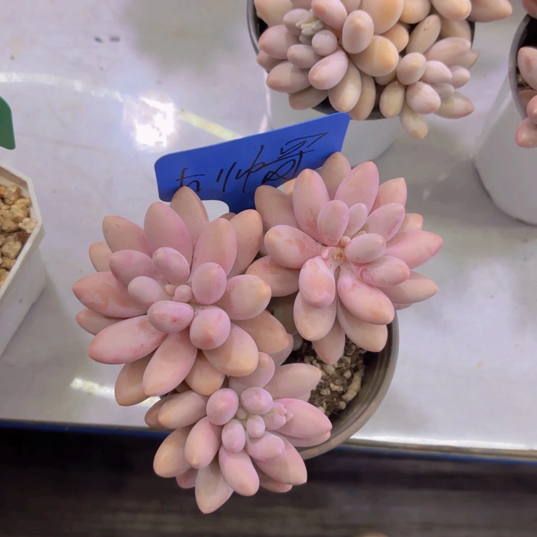 阳*一我的小可爱们都好可爱