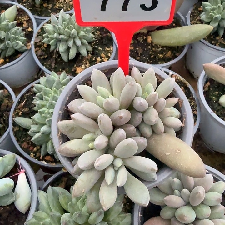 彩体哥特一物一拍773