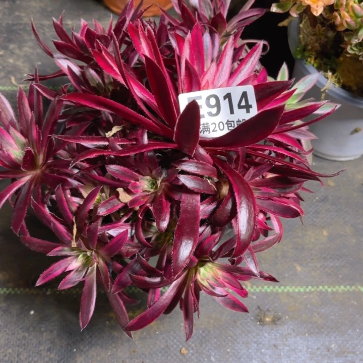 瑞妈一物一拍914