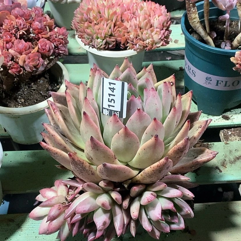 【闪购商品】红颜蜜语15141