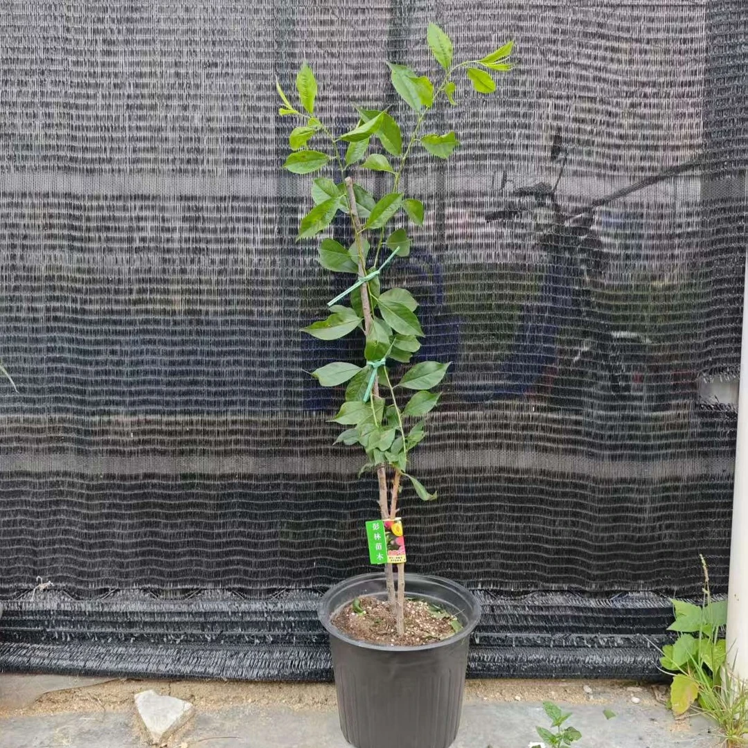 热带蜜李果树苗盆栽地栽适合南方热带品种李子树苗