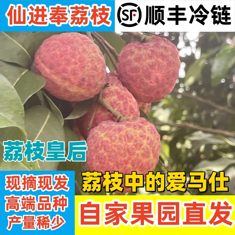 新鲜现摘老树仙进奉荔枝荔枝皇后两广省外高端荔枝冷链包邮