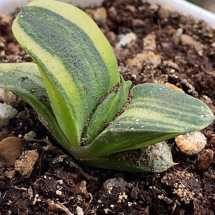 用***1不带盆脱土裸根发货