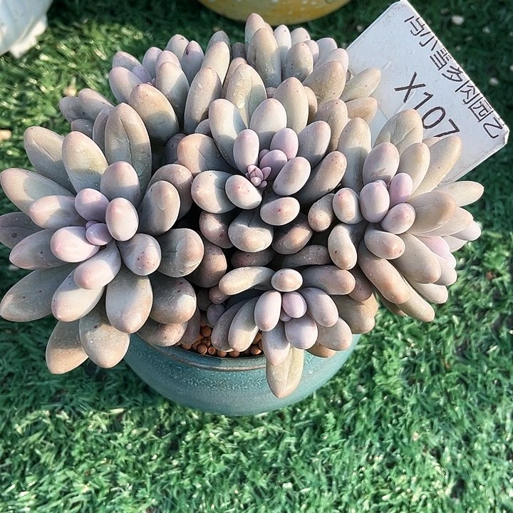 将**人我是第一百个为妖刀应援的阴阳师