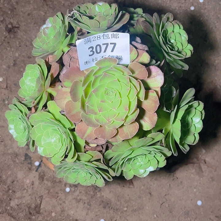 3077万圣节多肉植物