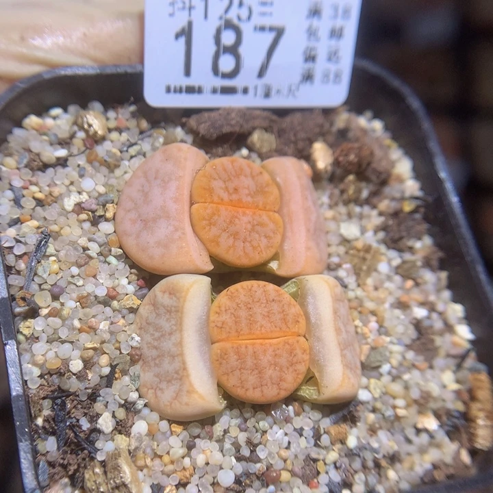 抖***谱精品生石花125.187