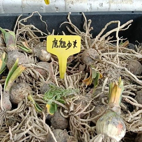 无花朵魔魅少女2-3发30个