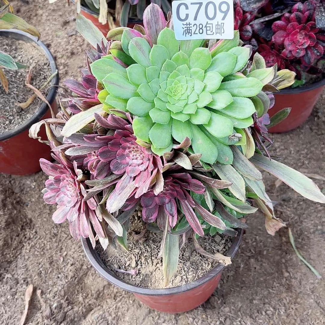 O. 709花脸粉带弯干11223