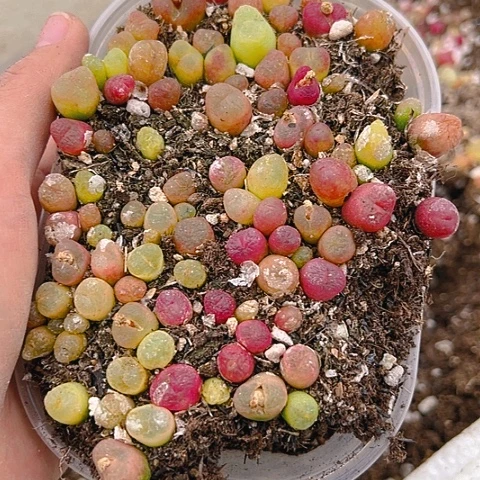 【闪购商品】曦*25266