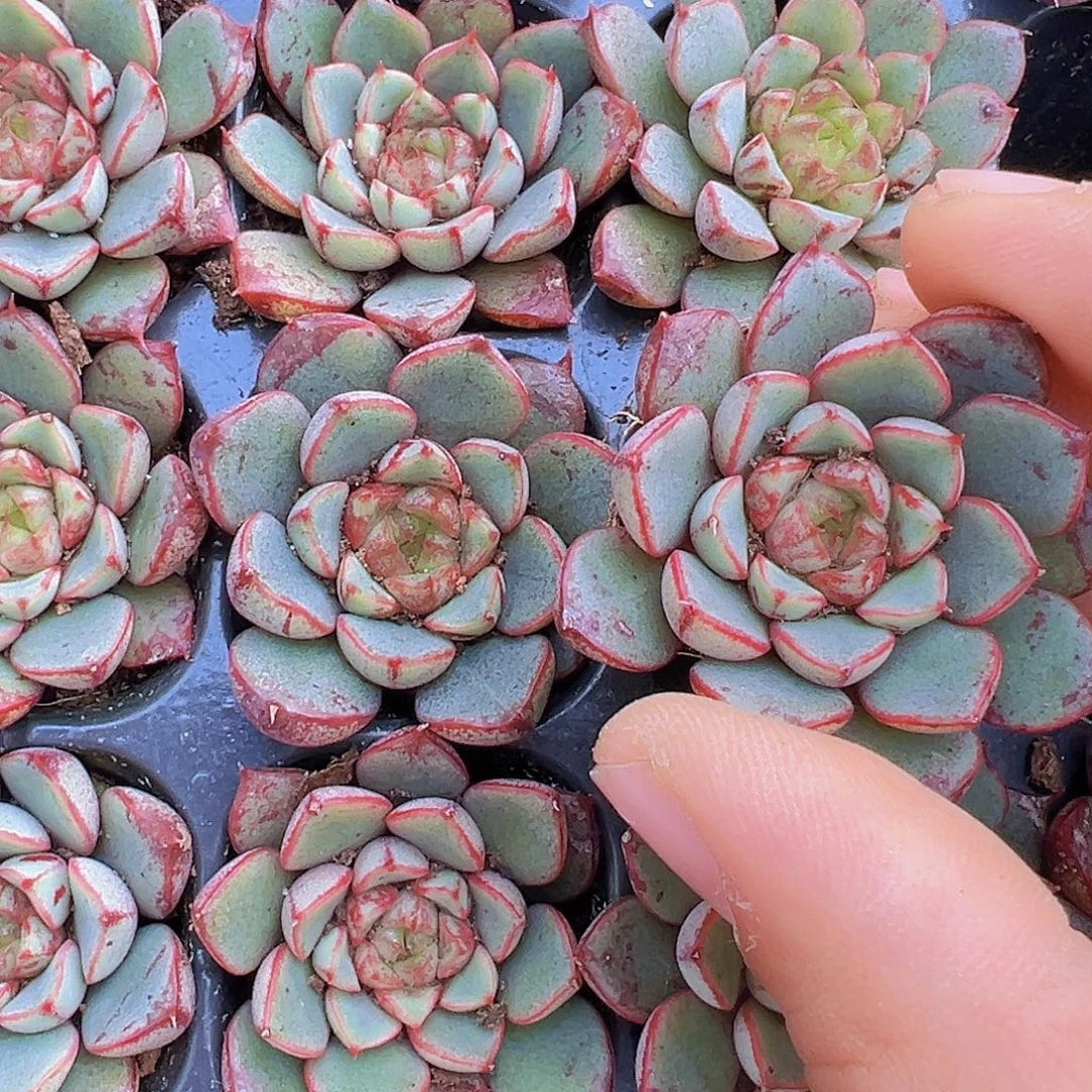 烟火向日葵苗5颗19包邮