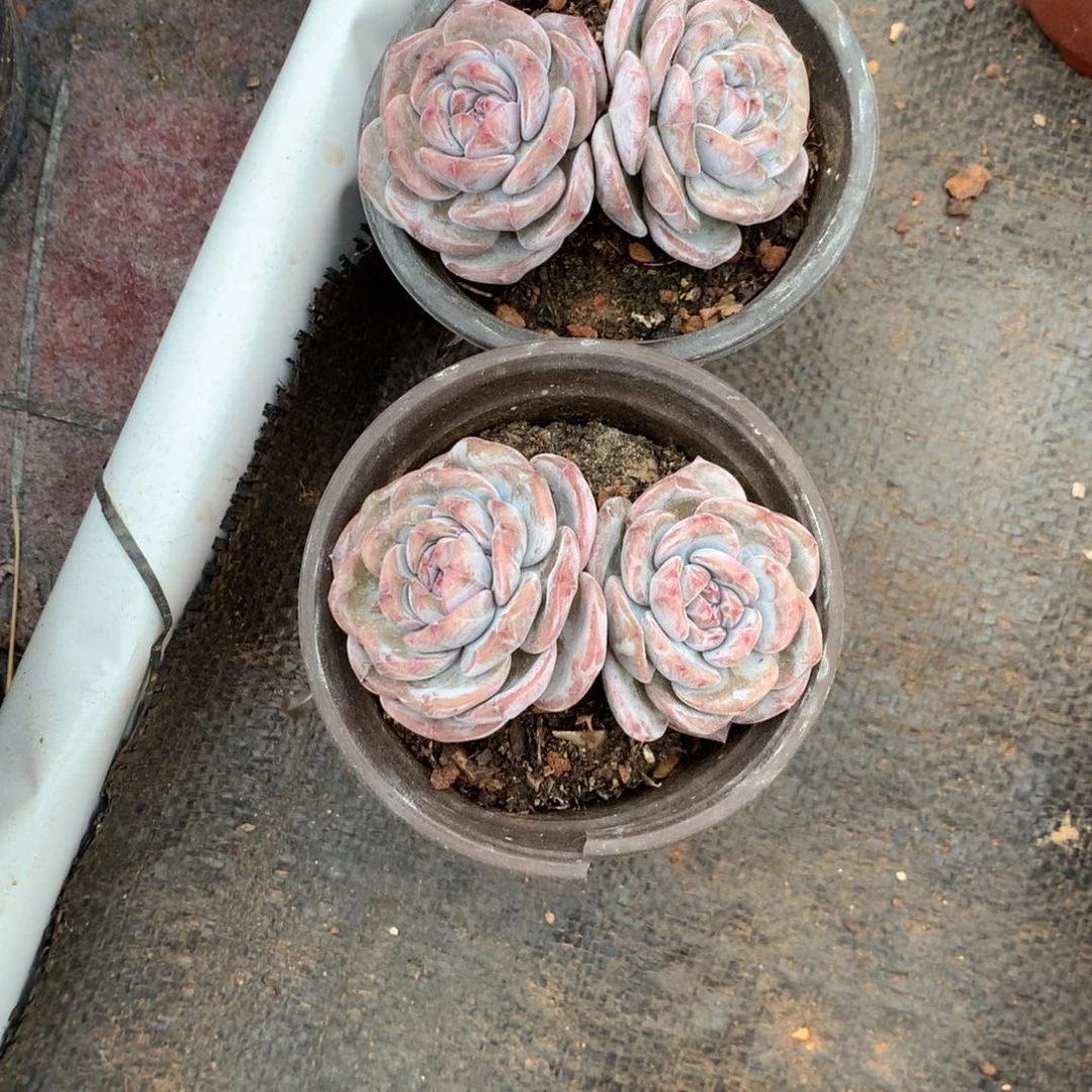 花花花花花花花1无砍