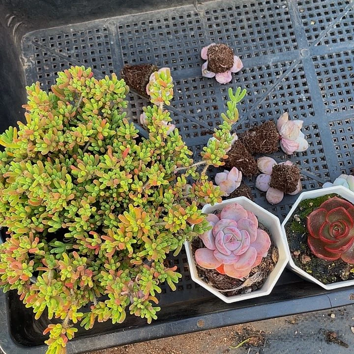 开*5号筐带盆土发货