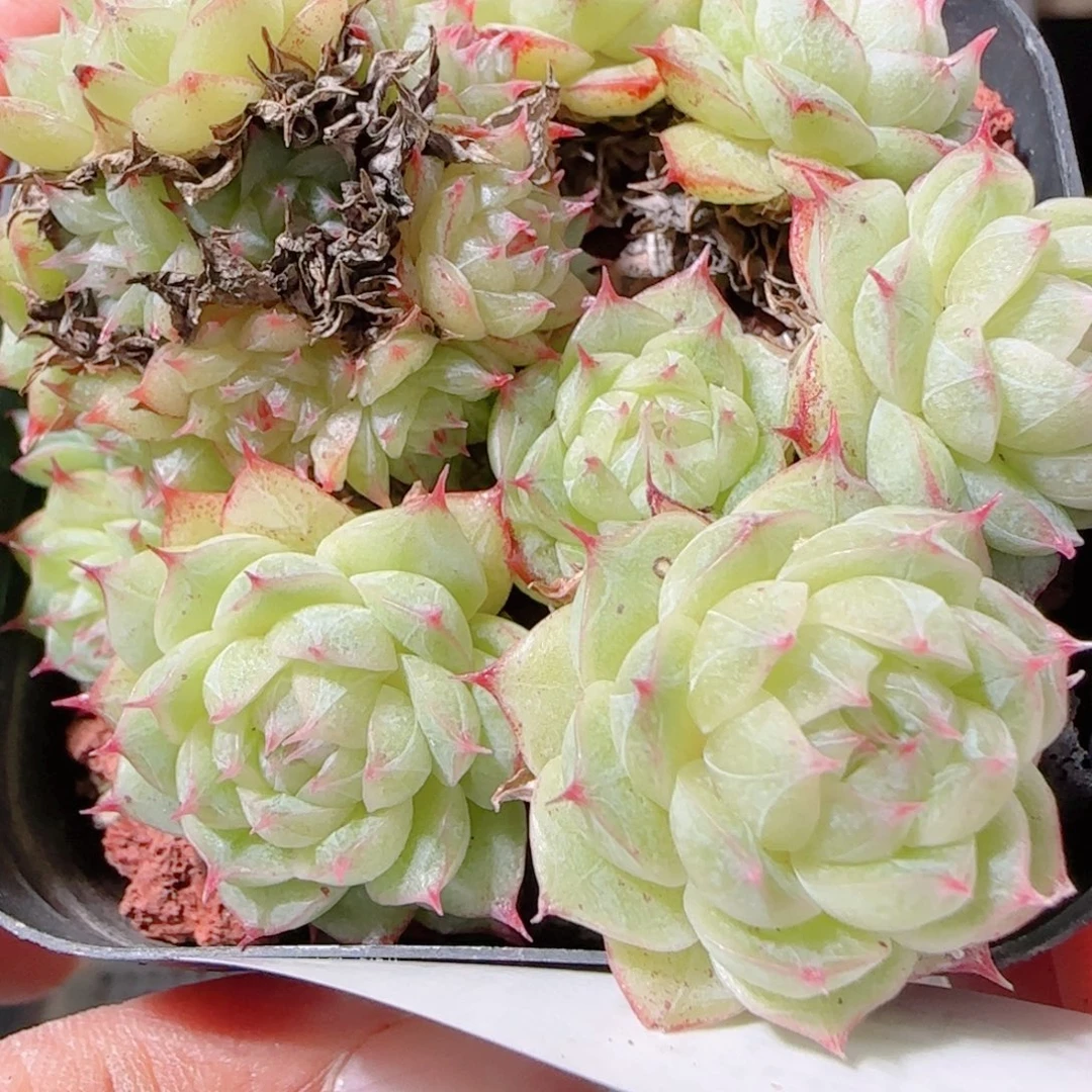 花语多肉1202-41海王散